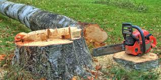 Best Tree Trimming and Pruning  in Four Corners, TX