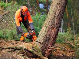 Best Tree Maintenance Programs  in Four Corners, TX