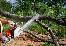 Lawn Pest Prevention in Four Corners, TX