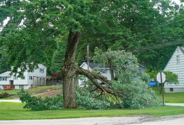  Four Corners, TX Tree Services Pros