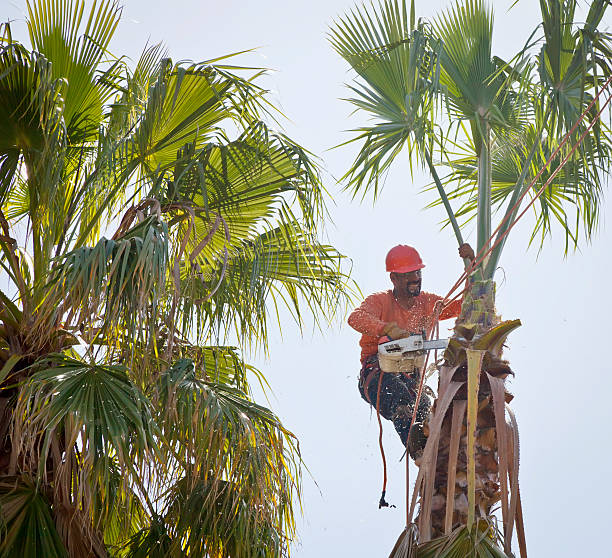 Trusted Four Corners, TX Tree Services Experts