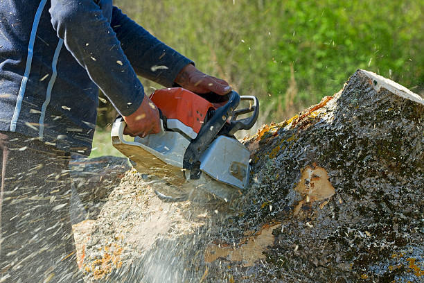 Best Firewood Processing and Delivery  in Four Corners, TX