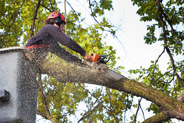 Best Lawn Maintenance Plans  in Four Corners, TX