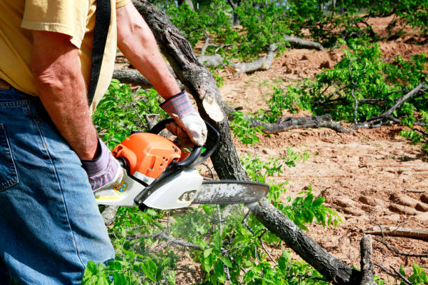Best Utility Line Clearance  in Four Corners, TX